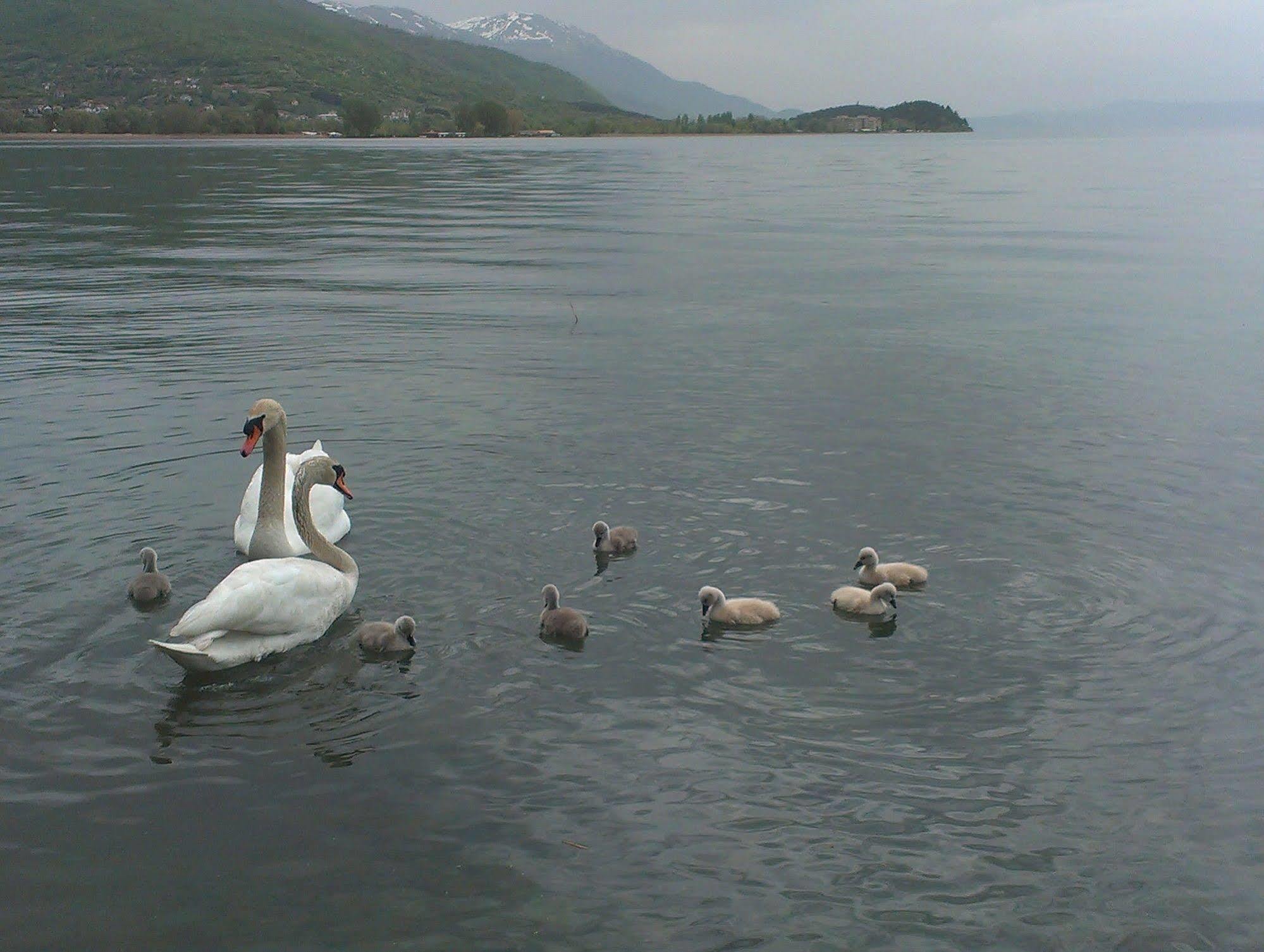 Vila Kosta City Center Port Ohrid Eksteriør bilde